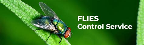Best Fly Control Services in Chennai | Fly Repellent Services Near me