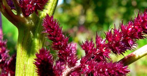 Growing Amaranthus: A Guide To Cultivating Beautiful And Nutritious Plants