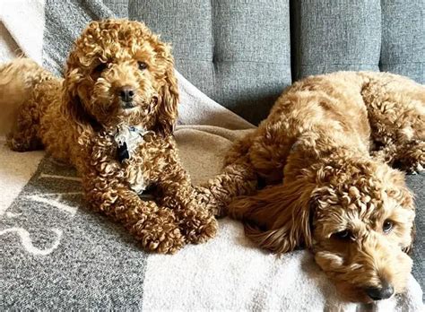 Image result for Cockapoo Hypoallergenic Dogs