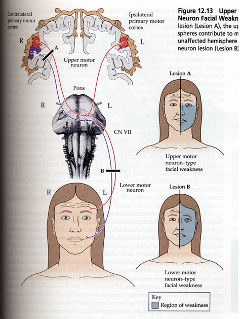 Image result for Upper Motor Neuron Function