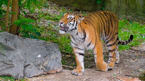 Download wallpaper 2048x1152 siberian tiger, glance, grin, predator ...