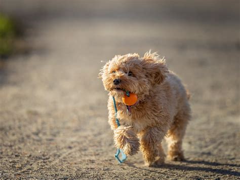 Image result for Cavapoo Play