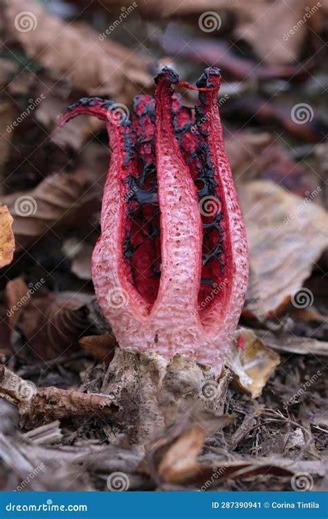 Clathrus Archeri (synonyms Anthurus Archeri), Commonly Known As Octopus ...