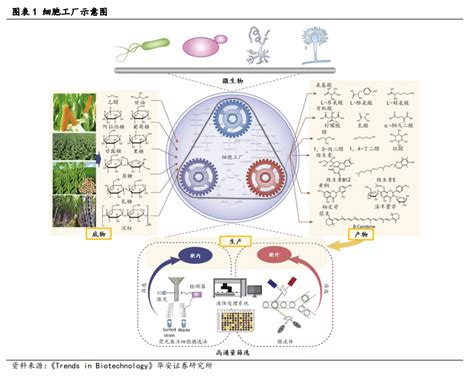 【行业】化工：合成生物学属于未来的生产方式（103页） | 乐晴智库