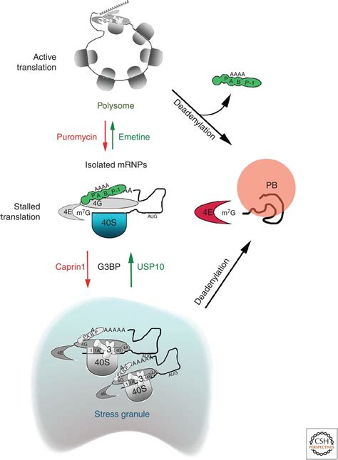 Process Body 的图像结果