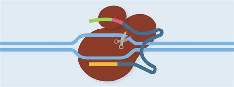 Image result for Prime Editing