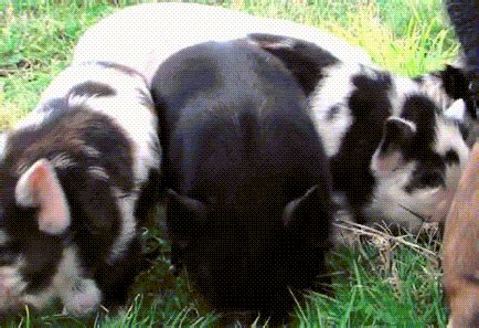 Feral Pig GIFs - Get the best GIF on GIPHY