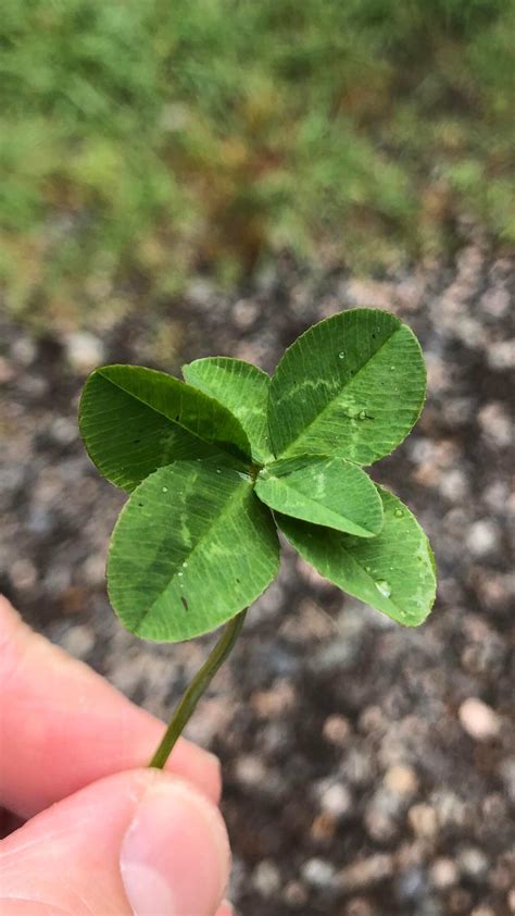 I found a six-leaf clover : r/donttellmetheodds