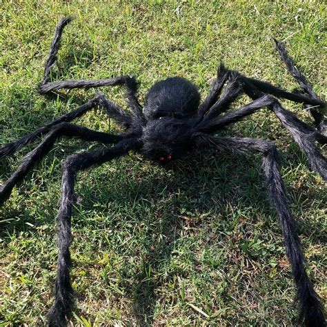African Giant Spider