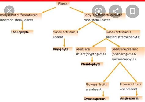 sexual reproduction of rhizopus in a flow chart manner - Brainly.in