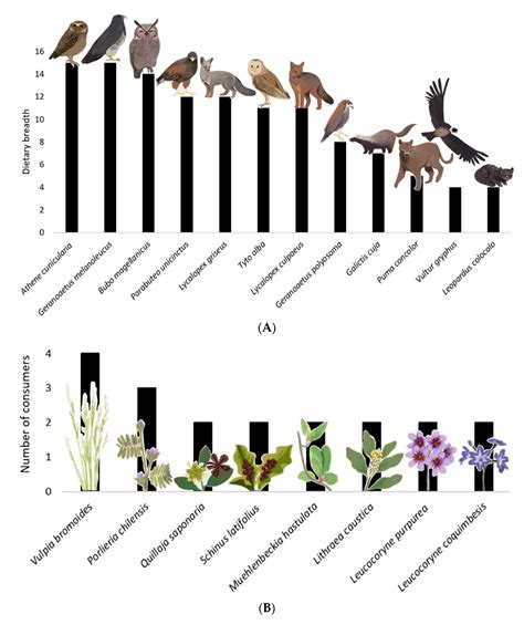European Rabbit Invasion in a Semi-Arid Ecosystem of Chile: How Relevant Is Its Role in Food Webs?