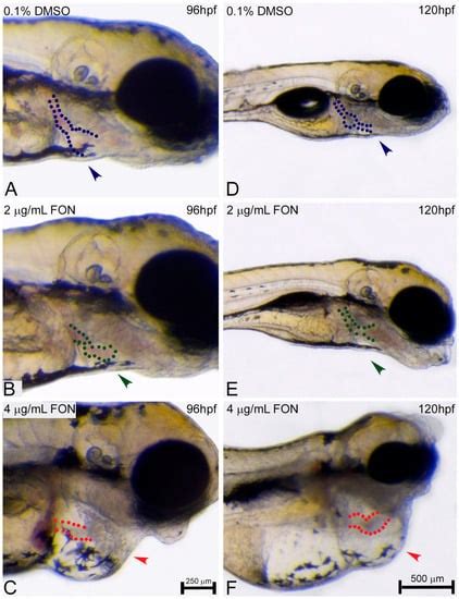 Zebrafish as an Alternative Vertebrate Model for Investigating ...