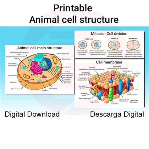 Normal Cell Structure 的图像结果