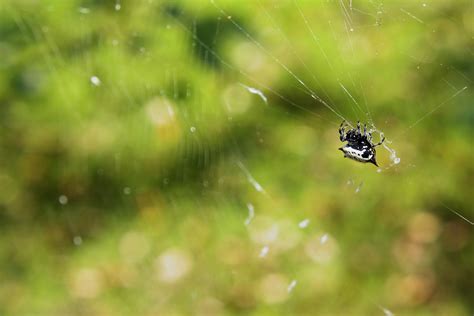 4527 Spiny Backed Orb Weaver Spider | Shutterbug