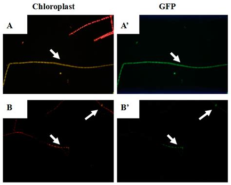 Genetic Transformation of Tribonema minus, a Eukaryotic Filamentous ...