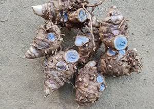 Go Siddhi Curcuma Caesia, Black Turmeric, Kali Haldi, Krishna Kedar ...