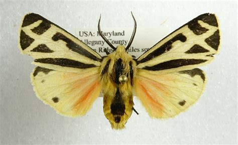 About Harnessed Tiger Moth - Maryland Biodiversity Project
