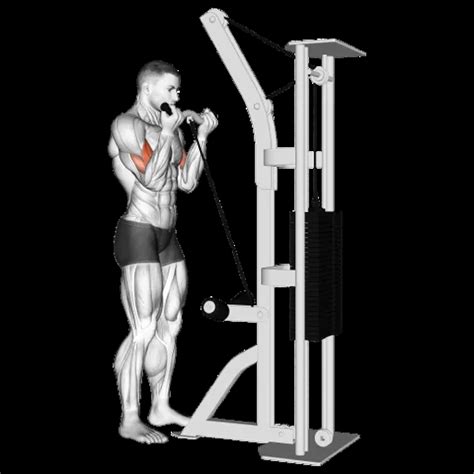 Image result for Bicep Curl Machine Guide