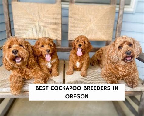 Image result for Cockapoo Breeders