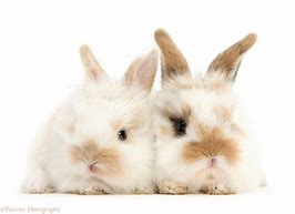 Image result for Two Cute Bunnies