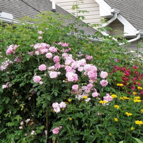 Rose 'Jacques Cartier' : buy Rose 'Jacques Cartier' / Rosa Jacques Cartier