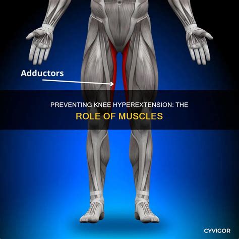 Preventing Knee Hyperextension: The Role Of Muscles | CyVigor