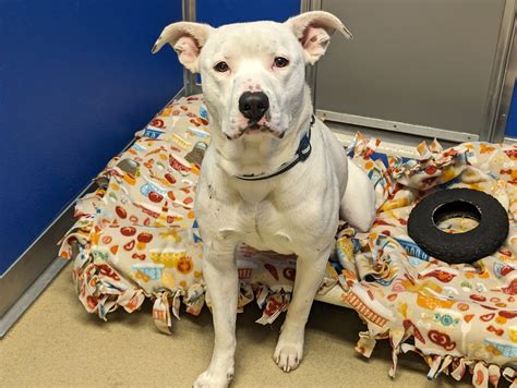 PAWS AND CLAWS HUMANE SOCIETY - Rochester MN - Hours, Directions ...