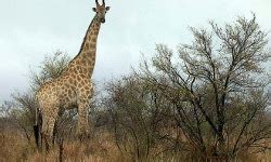 Hoedspruit - Where To Stay