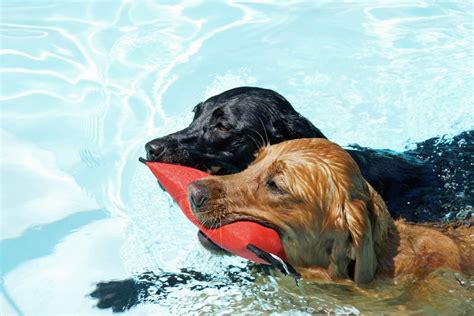 Image result for Dogs Swim Compilation