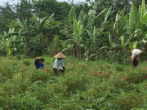 BARU ORGANIC ADVENTURE (2025) All You Need to Know BEFORE You Go (with ...