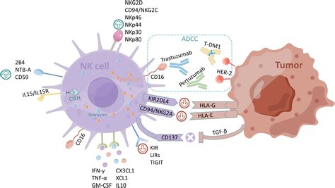 Frontiers | Focusing on NK cells and ADCC: A promising immunotherapy ...