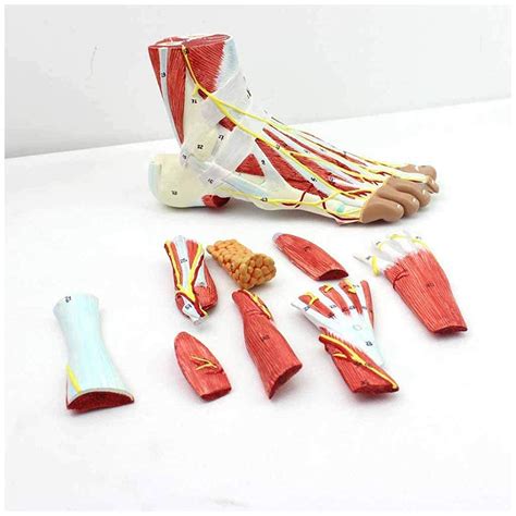 Buy GaoF Foot Anatomy Model - Regional Anatomy of The Foot with ...