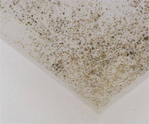 Image result for Remove Mold From Textured Ceiling