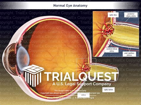 Image result for Normal Human Eye