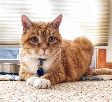 Pet Wellness/Preventative Care In Inman, SC 29349 | Inman Animal Hospital