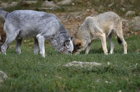 Wolves in Nature 的图像结果