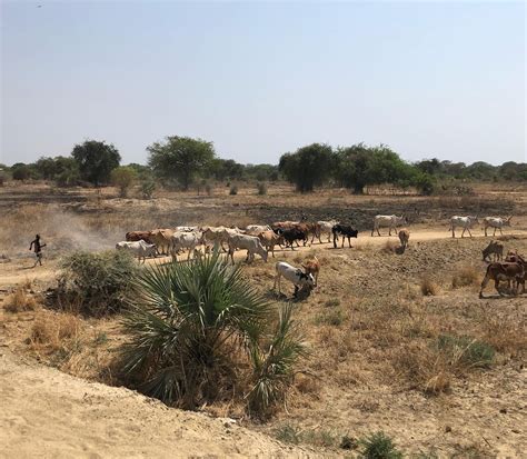 Event: Climate Change, Food Insecurity and Conflict in South Sudan | SIPRI