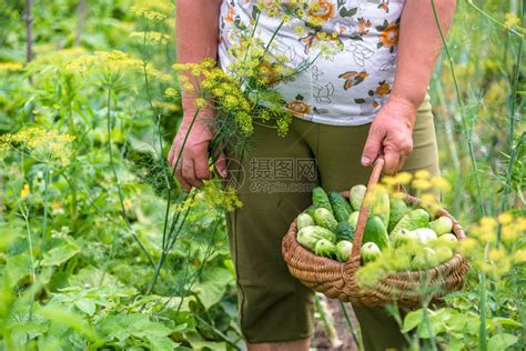农民在温室里有新鲜采摘的黄瓜高清图片下载-正版图片505381674-摄图网