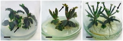 From Ethnomedicine to Plant Biotechnology and Machine Learning: The ...