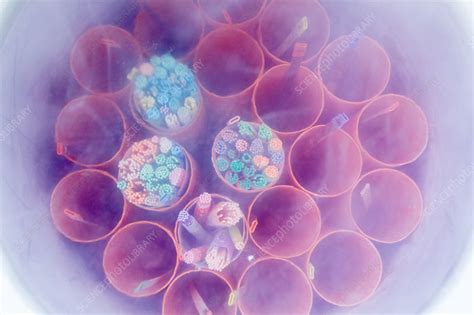 Image result for In Vitro Reproduction