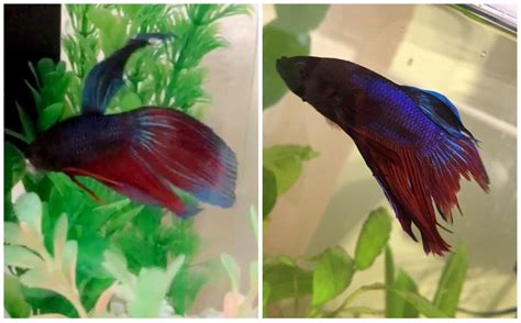 How Long Does It Take For Fish To Regrow Fins? - Aquariumia
