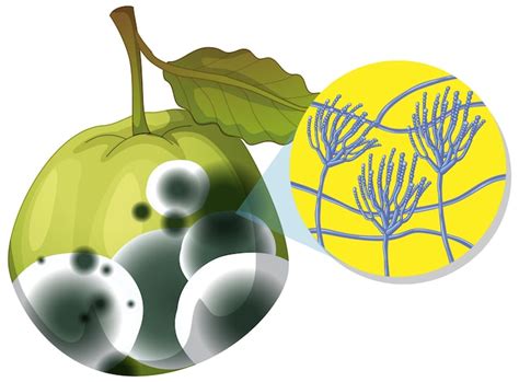 Fruit representation spine structure Images - Free Download on Freepik