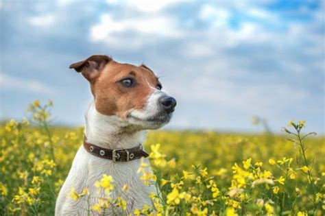 De Worming Dogs Naturally 的图像结果