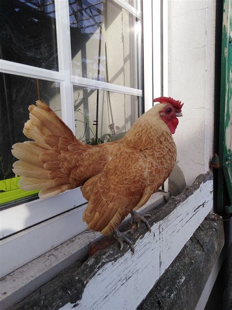 Sebright Hahn in Hamm | Tiere | Kleinanzeigen