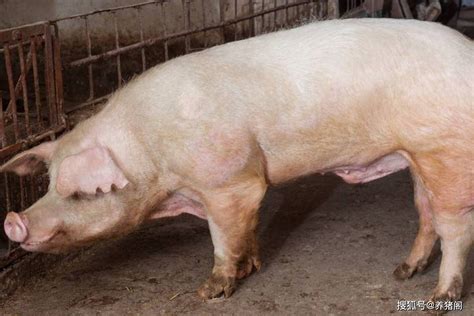 一头公猪一年需要多少钱？养殖多少头母猪的猪场适合养公猪？_费用_的成本_折中