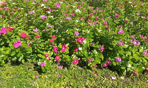 Cayenne Jasmine ,Periwinkle, Catharanthus rosea, Madagascar Periwinkle ...