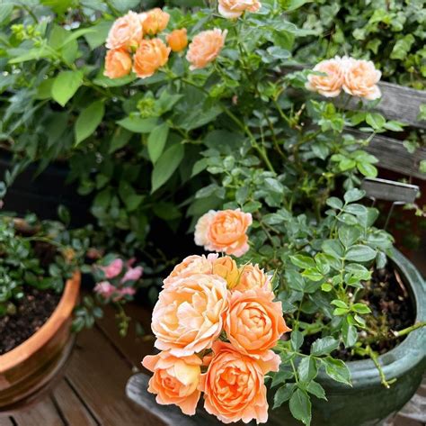 Best Miniature Roses For Pots at Cynthia Forsman blog