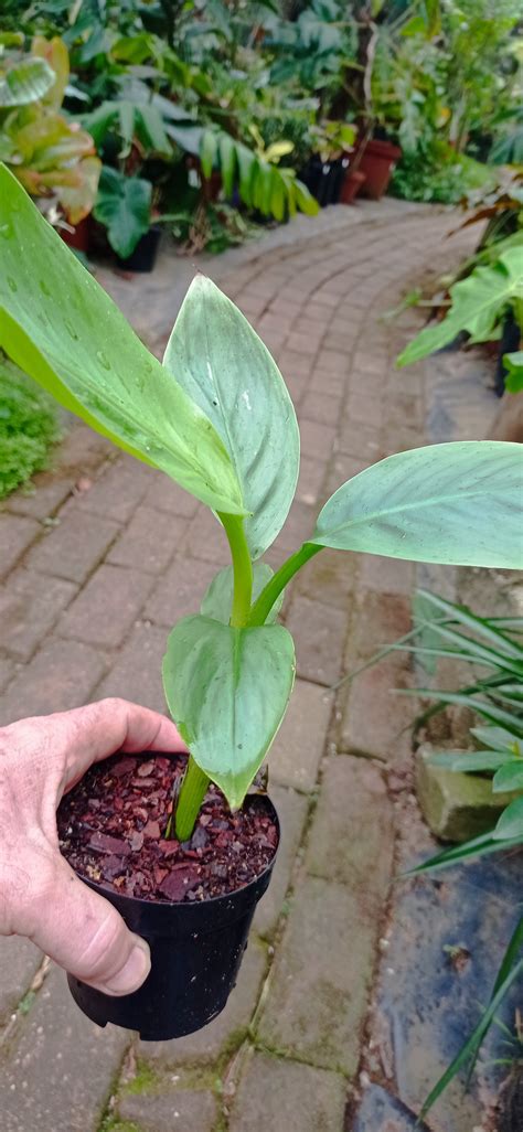 Pink Banana plants Musa valentino Established small plants – Exotic Flora