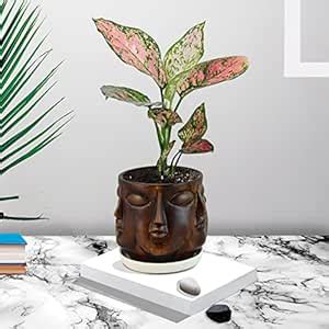 Lasaki Human Multi-Face Antique Ceramic Pot with White Saucer for ...