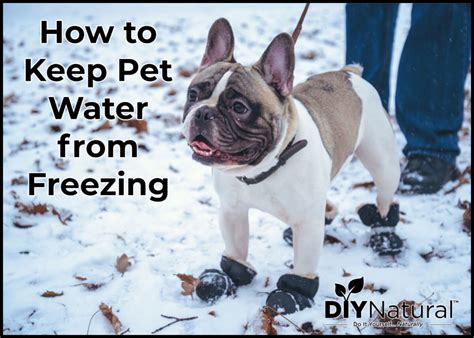 How To Keep Dog Water From Freezing at Alyssa Coode blog